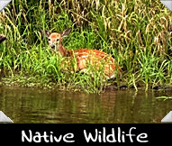 Native wildlife pic